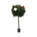 Buis boule fleuri - 120/150cm