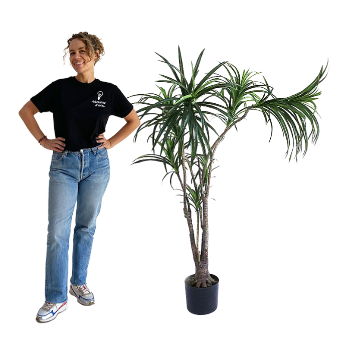 Plante dracena - 130 à 170cm